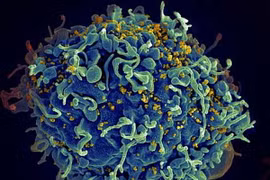 Bắt đầu thử nghiệm ở người vaccine ngừa HIV sử dụng công nghệ mRNA