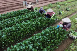 Hà Nội: Rau xanh được mùa nhờ thời tiết thuận lợi, nông dân có lãi