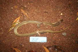 Một người tử vong do chữa rắn độc cắn bằng mẹo dân gian 