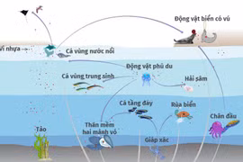 [Infographics] Hạt vi nhựa gây ô nhiễm nguồn thức ăn từ biển