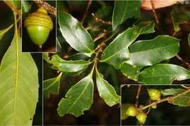 Thụy Sĩ hỗ trợ bảo tồn loài sồi đặc hữu có thể tuyệt chủng ở Lâm Đồng