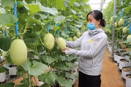 Tăng đổi mới sáng tạo để nâng cao hiệu quả nông nghiệp Việt Nam 