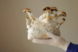 Nghiên cứu chất tạo ảo giác trong nấm giúp cai nghiện rượu, thuốc lá