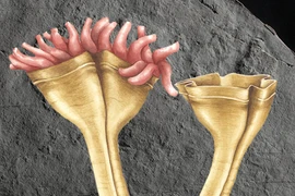 Động vật ăn thịt sớm nhất thế giới được đặt theo tên nhà tự nhiên học 