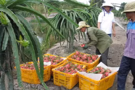 Thu hoạch thanh long để xuất khẩu. (Ảnh: Minh Trí/TTXVN)