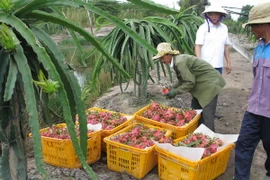 Thu hoạch thanh long để xuất khẩu. (Ảnh: Minh Trí/TTXVN)