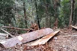 (Ảnh minh họa: Cao Nguyên/TTXVN)