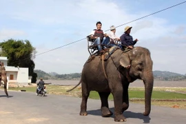 Khách du lịch cưỡi voi tham quan khu du lịch sinh thái hồ Lăk, huyện Lăk (Đắk Lắk). (Ảnh: Trần Lê Lâm/TTXVN)