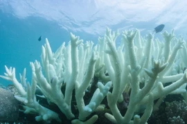 Rặng san hô khổng lồ bị tẩy trắng do nước biển ấm lên ở Vlassoff Cay (Australia) ngày 6/3. (Nguồn: EPA/TTXVN)
