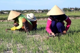 Lúa bị khô hạn do nắng nóng. (Ảnh minh họa: Công Tường/TTXVN)