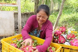 Thu hoạch thanh long ruột đỏ. (Ảnh minh họa: Thanh Hòa/TTXVN)