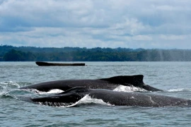 Cá voi lưng gù tại Công viên thiên nhiên Uramba Bahia Malaga, Colombia. (Nguồn: AFP/TTXVN)