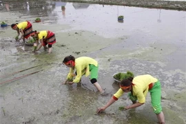 Lễ hội xuống đồng đầu Xuân. (Ảnh: Thảo Nguyên/TTXVN)