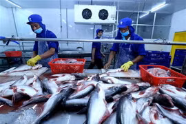 Chế biến cá tra xuất khẩu tại nhà máy của Công ty TNHH Công nghiệp Thủy sản miền Nam (thành phố Cần Thơ). (Ảnh: Vũ Sinh/TTXVN)