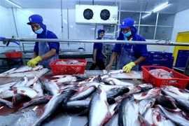 Chế biến cá tra xuất khẩu tại nhà máy của Công ty TNHH Công nghiệp Thủy sản miền Nam (thành phố Cần Thơ). (Ảnh: Vũ Sinh/TTXVN)