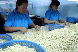 Chế biến hạt điều xuất khẩu. (Ảnh: Vũ Sinh/TTXVN)