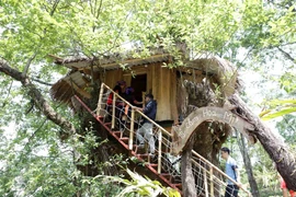 Những ngôi nhà "tổ chim" độc đáo có một không hai được làm trên các cây cổ thụ để phục vụ du khách. (Ảnh: Quý Trung/TTXVN)
