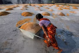 Một người lao động Ấn Độ đang vận chuyển gạo. (Nguồn: Reuters)