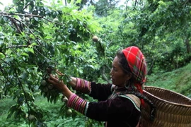 Người trồng mận Lào Cai phấn khởi vì được mùa, giá cao