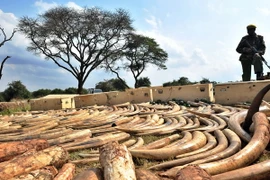 Báo động nạn săn trộm voi tại Cộng hòa Dân chủ Congo