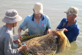 Giá tôm thương phẩm tại Sóc Trăng tăng mạnh trở lại