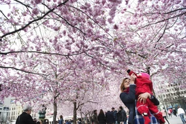 [Photo] Hoa anh đào nở rộ tại thủ đô của đất nước Thụy Điển