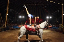 Hình ảnh những chú ngựa trong đời sống con người