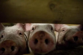 Nga tạm ngừng nhập khẩu thịt lợn từ Mỹ do lo ngại virus PEDv
