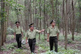 Nguy cơ cháy rừng ở Nam Trung Bộ cao do thời tiết khô nóng