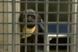 Hai chú chó bị bỏ ở sân bay vì phí vận chuyển quá đắt