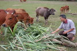Cựu chiến binh Đắk Nông tích cực giúp nhau giảm nghèo nhanh 