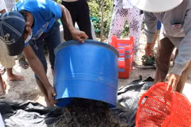 Đặc sản tôm khô Trà Vinh đứng trước nguy cơ "xóa sổ"