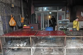 Virus H7N9 có thể tấn công Việt Nam và một số nước châu Á