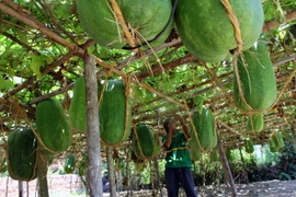 [Photo] Bình Định vào mùa thu hoạch bí đao khổng lồ