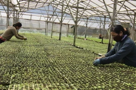 Nông sản an toàn:Cần phát triển cả nội địa và xuất khẩu