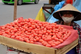 Những xe hàng rong chở nhót đỏ rực như “thắp lửa” những góc phố Thủ đô. (Ảnh: Hoài Thu/Vietnam+)