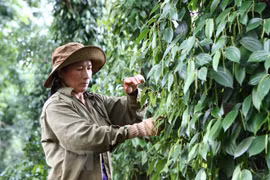 Người dân chăm sóc hồ tiêu. (Ảnh: Dương Giang/TTXVN)