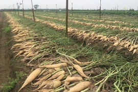Từ sau Tết Nguyên đán, củ cái trắng rớt giá mạnh, ế ẩm nên người dân nhổ bỏ thay vì đem bán. (Ảnh: Hồng Kiều/Vietnam+)