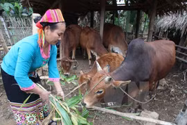 (Ảnh minh họa: Trần Việt/TTXVN)