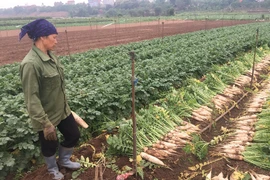Xã Tráng Việt còn hơn 1.000 tấn củ cải dư thừa. (Ảnh: Hồng Kiều/Vietnam+)