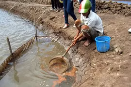 Diêm dân thu 16 triệu đồng một tháng nhờ nuôi Artemia