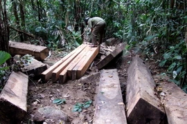 (Ảnh minh họa: Thế Lập/TTXVN)