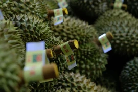 Sầu riêng được phân loại kỹ càng theo tiêu chuẩn khắt khe trước khi được đóng thùng để xuất khẩu đi Trung Quốc. (Ảnh: Nguyễn Dũng/TTXVN)