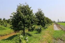 Vườn sầu riêng rộng 13.000m2 của anh Lê Văn Chính ở xã Tân Kiều, huyện Tháp Mười (Đồng Tháp) được 28 tháng tuổi. (Ảnh: Nhựt An/TTXVN)