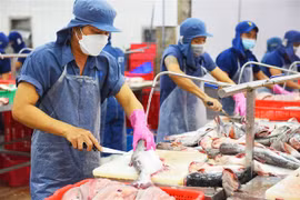 Chế biến cá tra xuất khẩu. (Ảnh: Văn Trí/TTXVN)
