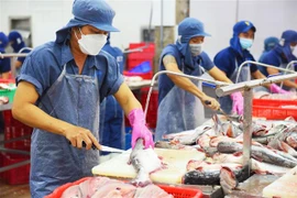 Chế biến cá tra xuất khẩu. (Ảnh: Văn Trí/TTXVN)
