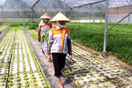 Mô hình sản xuất nông nghiệp theo hướng công nghệ cao tại xã Minh Tân, huyện Lương Tài, tỉnh Bắc Ninh. (Ảnh: Đinh Văn Nhiều/TTXVN)