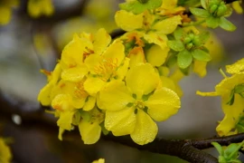 Hoa Mai vàng Yên Tử khoe sắc trong lễ hội. (Ảnh: Trung Nguyên/TTXVN)