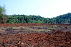 Gần 15ha rừng ở xã Quảng Sơn bị tàn phá, lấn chiếm trái pháp luật. (Ảnh: Hưng Thịnh/TTXVN)