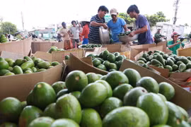 Bơ được phân loại, đóng thùng xuất đi các thị trường trong nước. (Ảnh: Dương Giang/TTXVN)